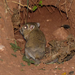 Texas Kangaroo Rat - Photo (c) Curtis Hart, some rights reserved (CC BY-NC), uploaded by Curtis Hart