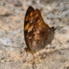 Vagrans sinha sinha
