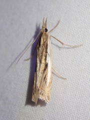 Crambus occidentalis