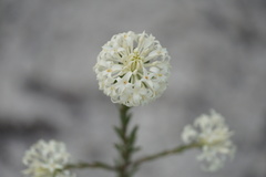 Pimelea lehmanniana