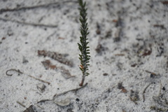 Pimelea lehmanniana