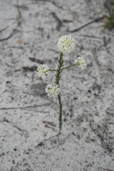 Pimelea lehmanniana