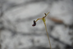 Drakaea gracilis