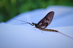 Ephemera vulgata