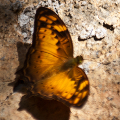 Vagrans sinha sinha