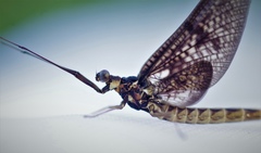 Ephemera vulgata