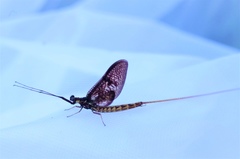 Ephemera vulgata