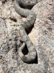 Crotalus ravus