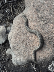 Crotalus ravus