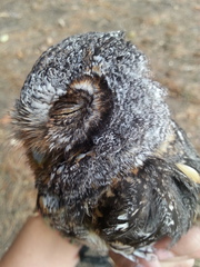 Psiloscops flammeolus