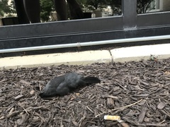 Dumetella carolinensis