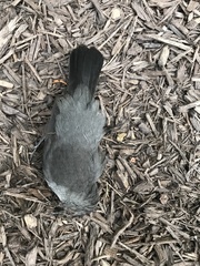 Dumetella carolinensis