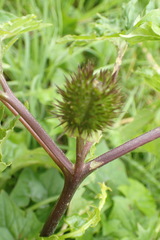 Datura ferox