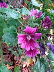 Malva sylvestris