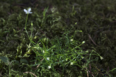 Moehringia muscosa
