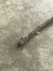 Thamnophis sirtalis