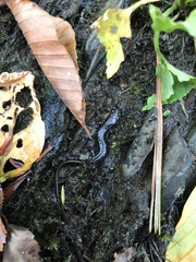 Plethodontinae