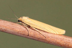 Eilema palliatella