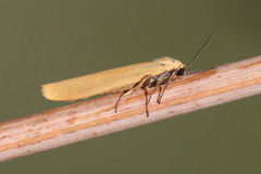Eilema palliatella