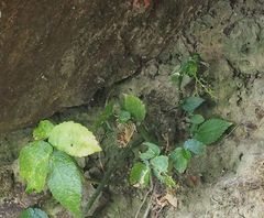 Symbrenthia hypselis