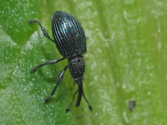 Ceratapion onopordi