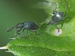 Ceratapion onopordi