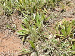 Parinari capensis capensis