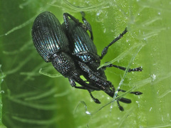 Ceratapion onopordi