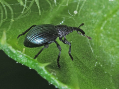 Ceratapion onopordi