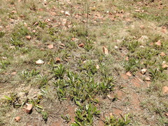 Parinari capensis capensis