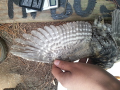 Psiloscops flammeolus