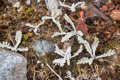 Jacobaea incana