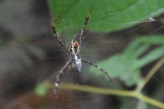 Argiope versicolor