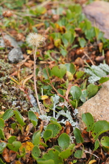 Jacobaea incana