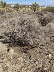 Coleogyne ramosissima