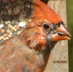 Cardinalis cardinalis