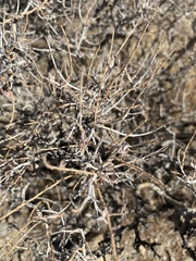 Coleogyne ramosissima