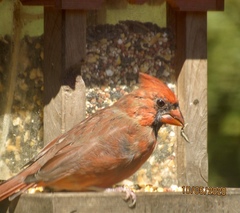Cardinalis cardinalis