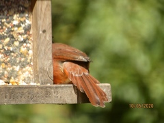 Cardinalis cardinalis