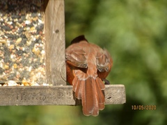 Cardinalis cardinalis