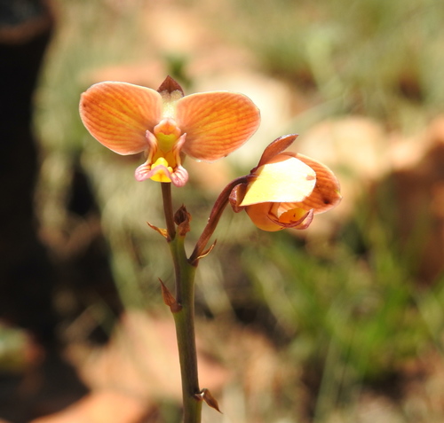 Image of Eulophia tuberculata by (c) Matthew Fainman, some rights reserved (CC BY)