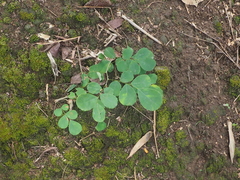 Dalbergia latifolia