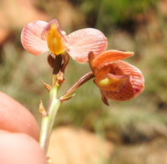 Eulophia tuberculata