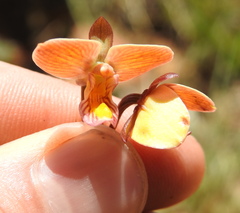 Eulophia tuberculata