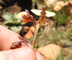 Eulophia tuberculata