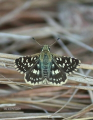 Ampittia dioscorides camertes