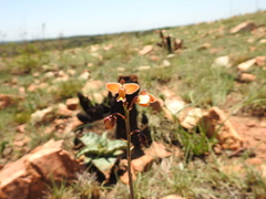 Eulophia tuberculata