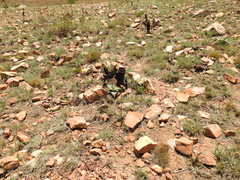 Eulophia tuberculata