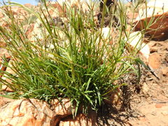 Cordylostigma virgatum