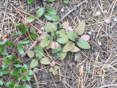 Prunella vulgaris vulgaris